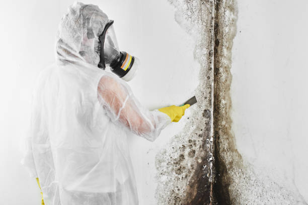 Best Crawl Space Mold Remediation in Crest View Heights, NY
