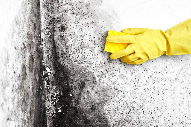 Best Bathroom Mold Remediation in Crest View Heights, NY