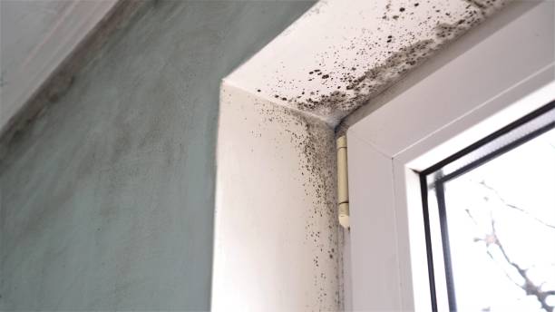 Best Basement Mold Remediation in Crest View Heights, NY